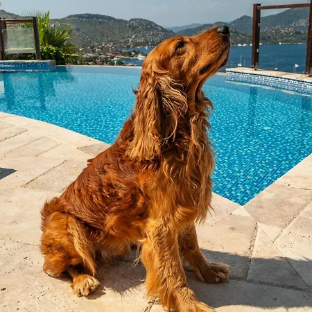 Hotel Les Terrasses De Selimiye (Aegean)
